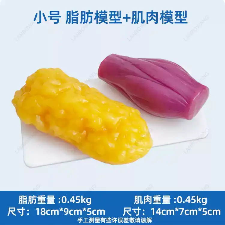 人間の筋肉と脂肪の模型、1:1解剖学的脂肪モデル、健康、減量 - Nutrition Fitness のレビューと価格