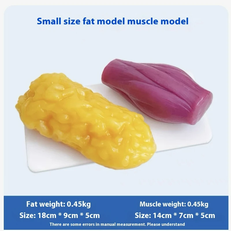 人間の筋肉と脂肪の模型 健康と減量のための栄養と科学 フィッ - Nutrition Fitness のレビューと価格